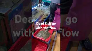 Dead fish go with the flow 