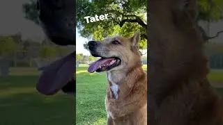 Dogs of MWS V 1