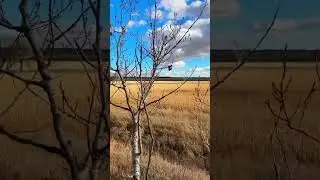 Missing the views from the stand #hunting #deer #archery #archeryaddict