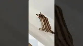 не только дети любят играть в ванной