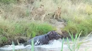 HIPPO + LIONS. Who got the bigger fright? 😂