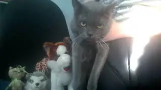 Животные