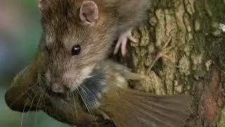 Air Rifle Pest Control, Winter Rats