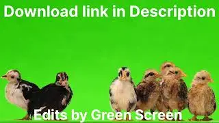 CHICKEN GREEN SCREEN VIDEO.
