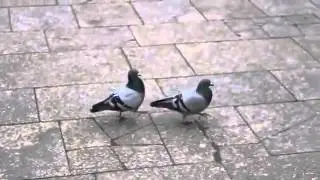 Голубки голубочки  What is love