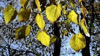 Листья желтые -  Клип с А. Варум и Д. Маликовым