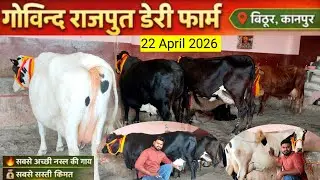 HF Sahiwal Jersey cross breed cow और Govind Rajput Dairy Farm Bithoor Kanpur के लिए 👇