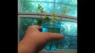 3 Ways to Propagate Vinca Vine