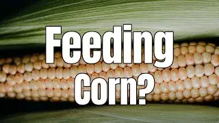 Is corn good for dogs? Vet discusses the myths behind corn in pet food.