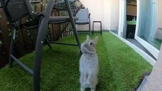 Rabbit of my friends on holiday :)