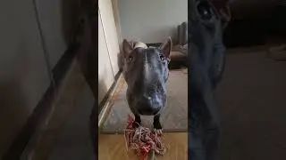 Петя бультерьер 😎 