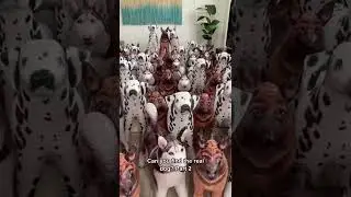 Can you find the real dog? 