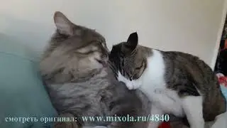 Кошки #55 лучшие моменты