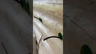 Скрытая проводка в деревянном доме!