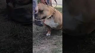 Pocket Size American Bully 