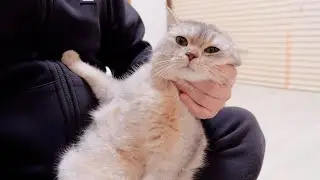 The cat was so sweet despite its size, it was so cute.