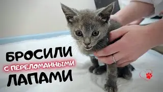 Маленький котёнок со сломанной лапой: Трогательная история котёнка ‘Шпильки’!