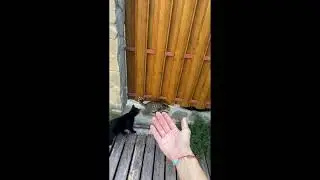 Лана Помощь Бездомным Животным Мелкаши и Компания)