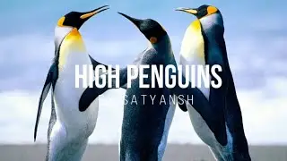 SATYANSH - High Penguins