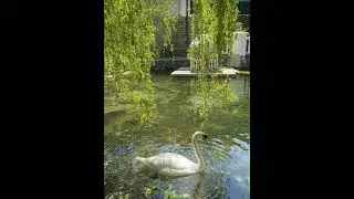 45 Sec Relaxing music, Calming & Sleep🦢 music(2024)#shorts #ytshort #relaxingmusic
