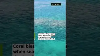 Coral reef bleaching is increasing by about 1% weekly