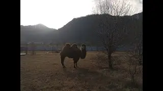 Чемальский район. Лохматая ферма. Выходные всей семьёй.
