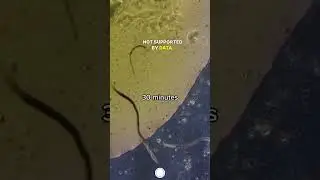 ParaGuard VS Worms 