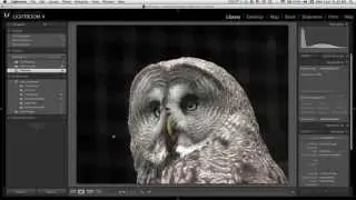 Importing images part 1 in Photoshop Lightroom (4/19)