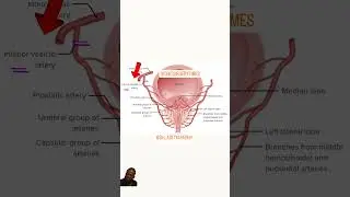 Prostatic arterial supply #youtubeshorts #trending #video #viral #neet #study #important