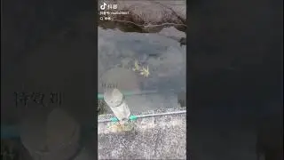 Маленький дракон 🐲 в Китае 🐉