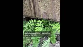 Fun with FERNS🪴🥰