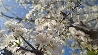 @New things in nature Prunus domestica,plums flowers and bees,lulet e kumbullave dhe bletët(4)