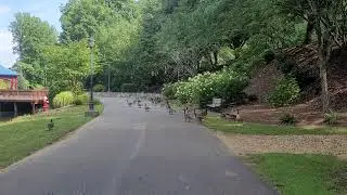 Flock of Geese
