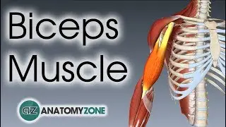 Biceps Brachii | Muscle Anatomy