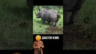 НОСОРОЖЫК ТАНЦУЕТ В КЛИПЕ