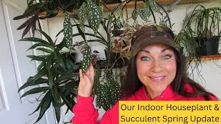 Our Indoor Houseplant & Succulent Collection Spring Update - Part One