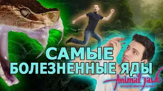Top-10: Most horrifyingly painful venoms