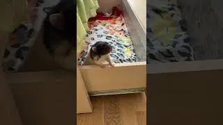 Крысяка пупсяка слушает телевизор  