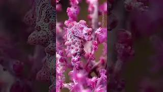 O cavalo-marinho pigmeu é uma verdadeira maravilha da natureza 😍