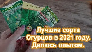 Делюсь Лучшими сортами Огурцов в 2021 году. Сорта огурцов, гибриды, описание огурцов