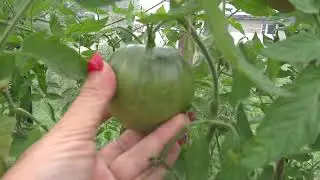 Сорта томатов Сердце Ашхабада и Севрюга