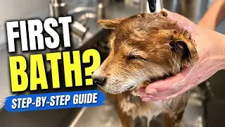 How to give your Puppy its FIRST BATH! Our Shiba Inu's First: Step-by-Step Instructions. Super Cute!