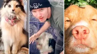TOP VIRAL TIKTOK ANIMAL VIDEOS (Compilation)