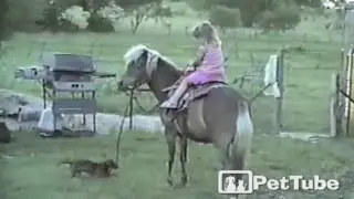 Tiny Dog Walks the Horse - PetTube