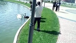Ручные лебеди Болгария