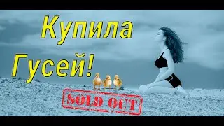 Купила Гусей :)