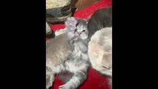 Красаучек😂😂😂😂😂