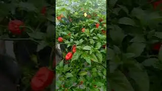 cabe habareno tumbuh subur dalam wadah plastik