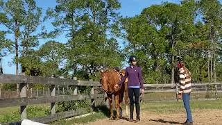 The importance of the horse having even weight in the shoulders