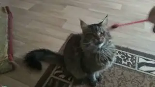 Кот Мейн кун - El Toro Lilium I Maine coon Cat El Toro Lilium